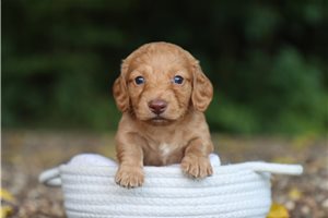 Boston - Tweenie Dachshund for sale
