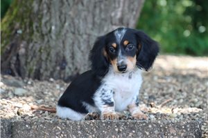 Rhett - Dachshund, Mini for sale