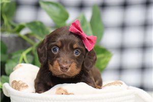 Nica - puppy for sale
