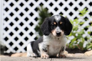 Rhett - Dachshund, Mini for sale