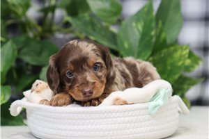 Monroe - puppy for sale