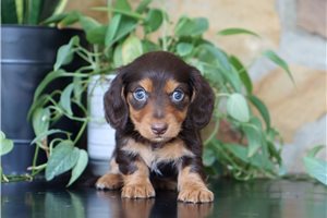 Anastasia - Dachshund, Mini for sale