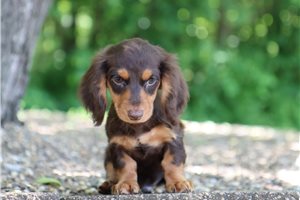 Lazarus - Dachshund, Mini for sale