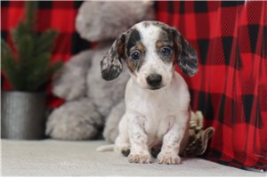 Irving - Dachshund, Mini for sale
