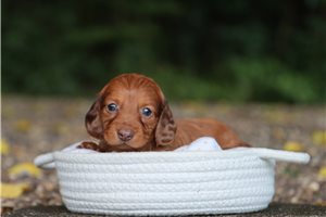 Bethany - puppy for sale
