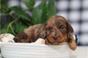 Olaf - puppy for sale