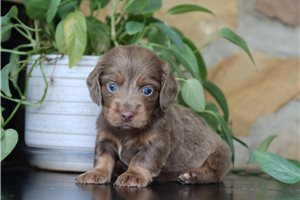 Fancy - Dachshund, Tweenie for sale