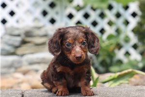 Elana - Dachshund, Mini for sale