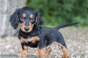 Layton - Dachshund, Mini for sale