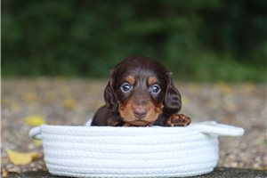 Brandon - puppy for sale
