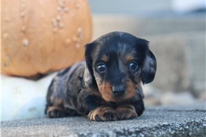 Reagan - Mini Dachshund for sale