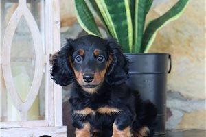 Edgar - Dachshund, Mini for sale