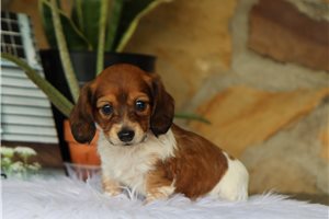 Ruby - Dachshund, Mini for sale