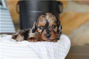 Harper - Dachshund, Mini for sale