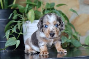 Faust - Dachshund, Tweenie for sale