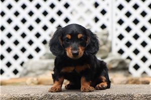 Kramer - Dachshund, Mini for sale