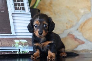 Hilda - Dachshund, Mini for sale