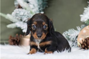 Brinley - Dachshund, Mini for sale