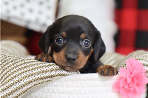 Bitsy - Dachshund, Mini for sale