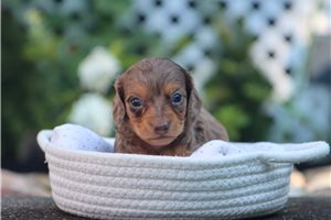 Arnold - Dachshund, Mini for sale