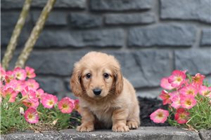 Harrietta - Mini Dachshund for sale