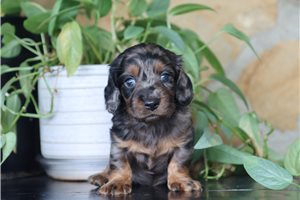 Flicka - Dachshund, Tweenie for sale