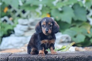 Hilda - Dachshund, Mini for sale