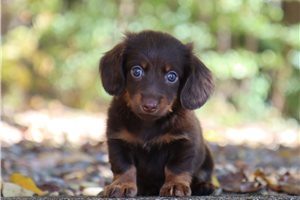 Primus - Mini Dachshund for sale