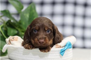 Nantucket - Tweenie Dachshund for sale