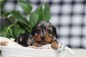 Owen - puppy for sale