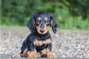 Layton - puppy for sale