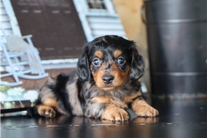 Effie - puppy for sale