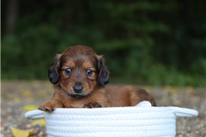 Cassie - Dachshund, Mini for sale