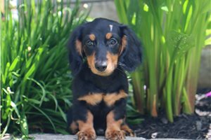 Kramer - Dachshund, Mini for sale