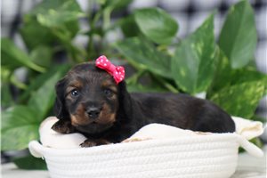 Orchid - Dachshund, Mini for sale