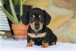 Reba - Dachshund, Mini for sale