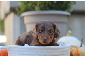 Prudie - Mini Dachshund for sale