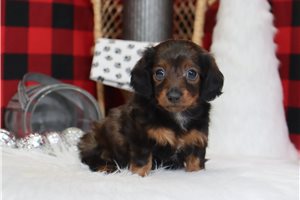 Blair - Dachshund, Mini for sale