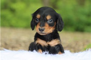 Layton - Dachshund, Mini for sale
