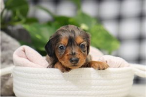 Loren - Dachshund, Mini for sale