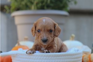 Piper - Mini Dachshund for sale