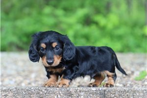 Kramer - Dachshund, Mini for sale