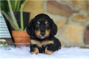 Roger - Dachshund, Mini for sale