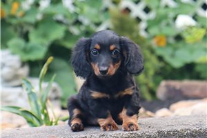Hera - Mini Dachshund for sale