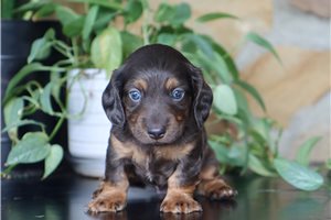 Ferris - Dachshund, Tweenie for sale