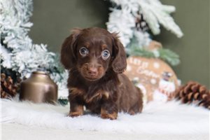 Cricket - Dachshund, Mini for sale