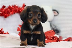 Boston - Dachshund, Mini for sale