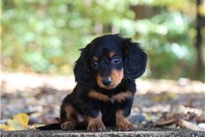 Polly - Mini Dachshund for sale