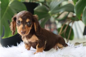 Lazarus - Mini Dachshund for sale