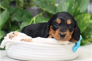 Kurt - puppy for sale